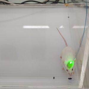 souris instrumentée Open field opto-génétique souris