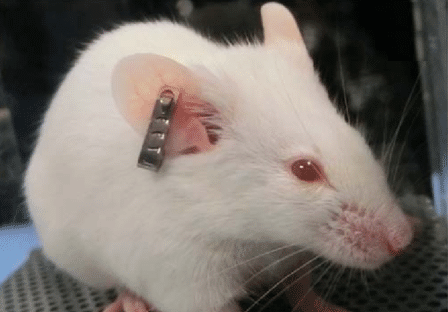 Bagues d'oreille et applicateur (ear tag) pour souris et rats - Aniphy