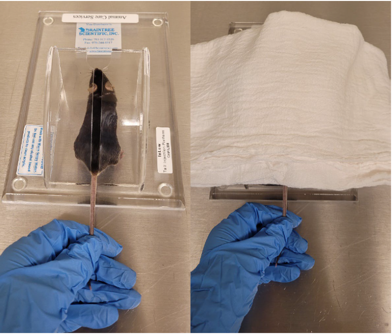 In low tail injection plateform