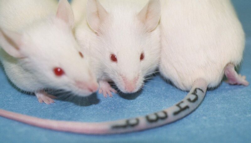 Rat-Tail-5-1-1140x650