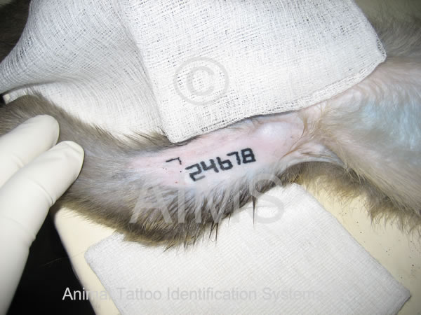 nhp-arm-tattoo-lg