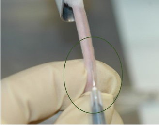 illustration : A Contemporary Warming/Restraining Device for Efficient Tail Vein Injections in a Murine Fungal Sepsis ModelJunko Yano et al. 